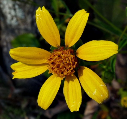 {Jamesianthus alabamensis}